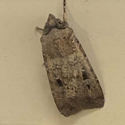 Agrotis infusa (Bogong Moth, Common Cutworm) at Bruce, ACT - 20 Oct 2022 by Steve_Bok