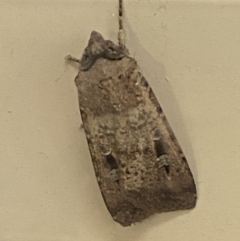 Agrotis infusa at Bruce, ACT - 21 Oct 2022