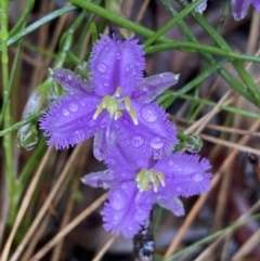 Thysanotus patersonii (Twining Fringe Lily) at Bruce Ridge to Gossan Hill - 21 Oct 2022 by Steve_Bok