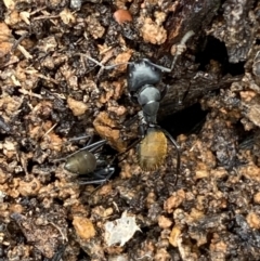 Camponotus aeneopilosus (A Golden-tailed sugar ant) at Bruce, ACT - 21 Oct 2022 by Steve_Bok