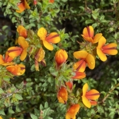 Pultenaea procumbens (Bush Pea) at Bruce, ACT - 21 Oct 2022 by Steve_Bok