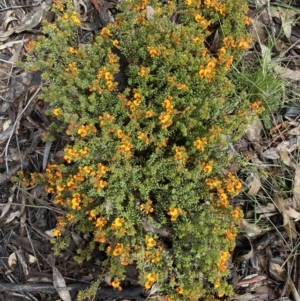 Pultenaea procumbens at Bruce, ACT - 21 Oct 2022