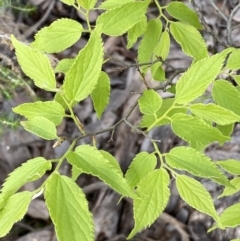 Celtis australis (Nettle Tree) at Queanbeyan East, NSW - 21 Oct 2022 by SteveBorkowskis