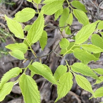 Celtis australis (Nettle Tree) at Queanbeyan East, NSW - 21 Oct 2022 by Steve_Bok