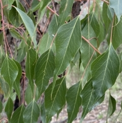 Brachychiton populneus subsp. populneus (Kurrajong) at Queanbeyan East, NSW - 21 Oct 2022 by SteveBorkowskis