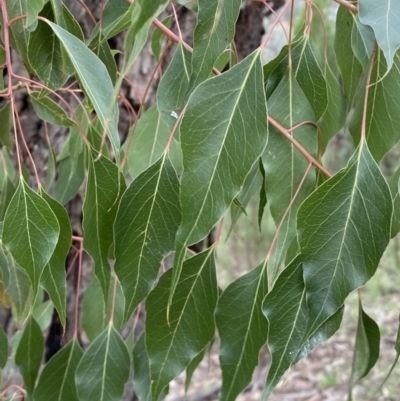 Brachychiton populneus subsp. populneus (Kurrajong) at Queanbeyan East, NSW - 21 Oct 2022 by Steve_Bok