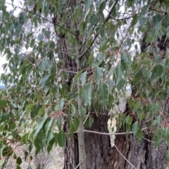 Brachychiton populneus subsp. populneus at Queanbeyan East, NSW - 21 Oct 2022 03:07 PM