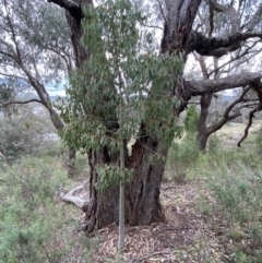 Brachychiton populneus subsp. populneus at Queanbeyan East, NSW - 21 Oct 2022