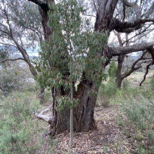 Brachychiton populneus subsp. populneus at Queanbeyan East, NSW - 21 Oct 2022