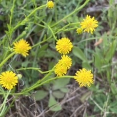 Calotis lappulacea (Yellow Burr Daisy) at Queanbeyan East, NSW - 21 Oct 2022 by SteveBorkowskis