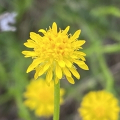 Calotis lappulacea at Queanbeyan East, NSW - 21 Oct 2022 03:10 PM