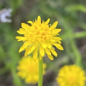 Calotis lappulacea at Queanbeyan East, NSW - 21 Oct 2022