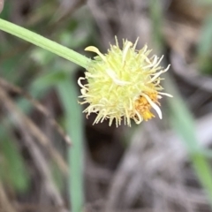 Calotis lappulacea at Queanbeyan East, NSW - 21 Oct 2022 03:10 PM