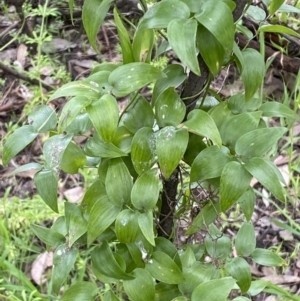 Asparagus asparagoides at Queanbeyan East, NSW - 21 Oct 2022