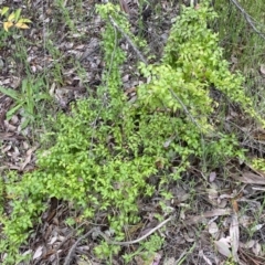 Asparagus asparagoides at Queanbeyan East, NSW - 21 Oct 2022