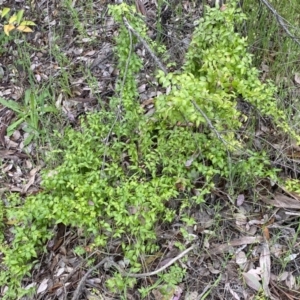 Asparagus asparagoides at Queanbeyan East, NSW - 21 Oct 2022