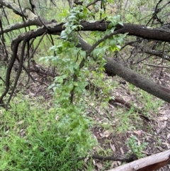 Asparagus asparagoides at Queanbeyan East, NSW - 21 Oct 2022