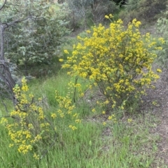 Genista monspessulana (Cape Broom, Montpellier Broom) at Queanbeyan East, NSW - 21 Oct 2022 by SteveBorkowskis