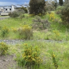 Genista monspessulana at Queanbeyan East, NSW - 21 Oct 2022