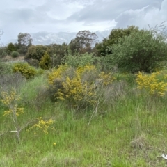 Genista monspessulana at Queanbeyan East, NSW - 21 Oct 2022