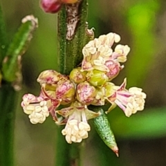 Amperea xiphoclada (Broom Spurge) at Rockton, NSW - 22 Oct 2022 by trevorpreston