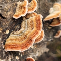 Xylobolus illudens (Purplish Stereum) at Rockton, NSW - 22 Oct 2022 by trevorpreston