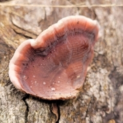 Xylobolus illudens at Rockton, NSW - 22 Oct 2022