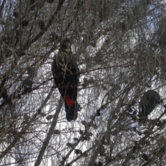 Calyptorhynchus lathami (Glossy Black-Cockatoo) at Watson, ACT - 23 Jan 2005 by waltraud