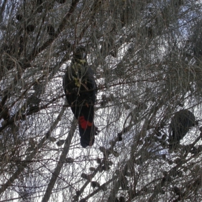 Calyptorhynchus lathami lathami (Glossy Black-Cockatoo) at Watson, ACT - 23 Jan 2005 by waltraud