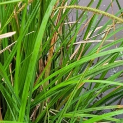 Carex polyantha at Rockton, NSW - 22 Oct 2022