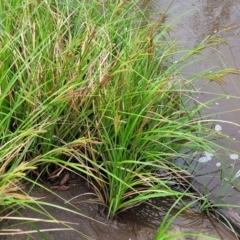 Carex polyantha at Rockton, NSW - 22 Oct 2022