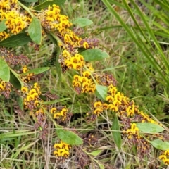 Daviesia mimosoides subsp. mimosoides at Rockton, NSW - 22 Oct 2022