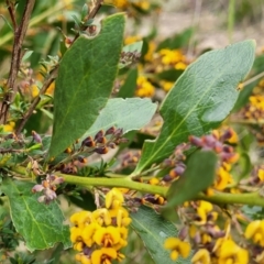 Daviesia mimosoides subsp. mimosoides at Rockton, NSW - 22 Oct 2022