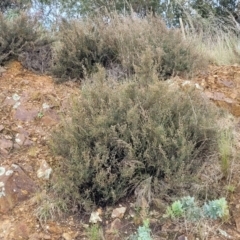 Mirbelia oxylobioides at Palarang, NSW - 22 Oct 2022