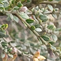 Mirbelia oxylobioides at Palarang, NSW - 22 Oct 2022