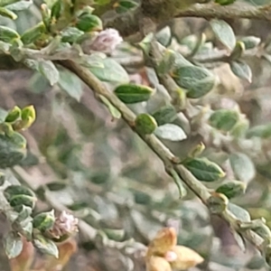 Mirbelia oxylobioides at Palarang, NSW - 22 Oct 2022