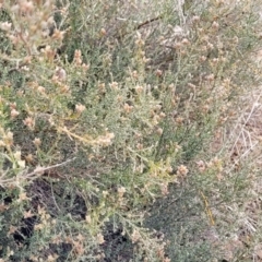 Mirbelia oxylobioides at Palarang, NSW - 22 Oct 2022