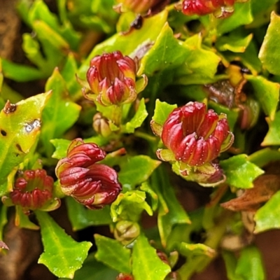 Dodonaea procumbens (Creeping Hop-bush) at Palarang, NSW - 22 Oct 2022 by trevorpreston