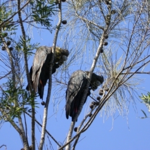 Calyptorhynchus lathami lathami at Watson, ACT - suppressed