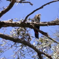 Calyptorhynchus lathami lathami at Watson, ACT - suppressed