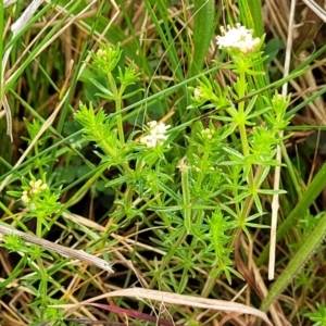 Asperula conferta at Bombala, NSW - 22 Oct 2022