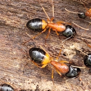 Camponotus consobrinus at Bombala, NSW - 22 Oct 2022