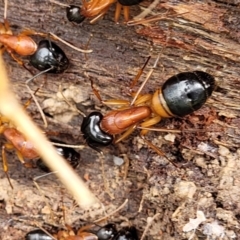 Camponotus consobrinus at Bombala, NSW - 22 Oct 2022