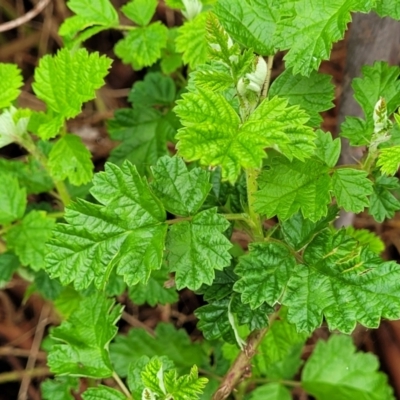 Rubus parvifolius (Native Raspberry) at Bombala, NSW - 21 Oct 2022 by trevorpreston