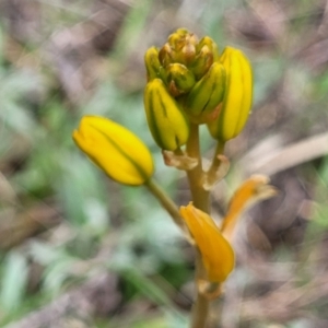 Bulbine bulbosa at Bombala, NSW - 22 Oct 2022