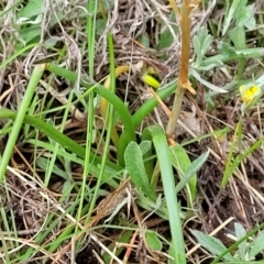 Bulbine bulbosa at Bombala, NSW - 22 Oct 2022