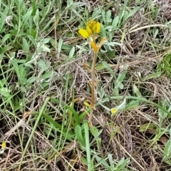 Bulbine bulbosa at Bombala, NSW - 22 Oct 2022