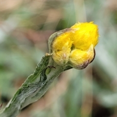 Chrysocephalum apiculatum (Common Everlasting) at Bombala, NSW - 21 Oct 2022 by trevorpreston