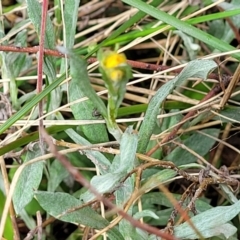 Chrysocephalum apiculatum at Bombala, NSW - 22 Oct 2022