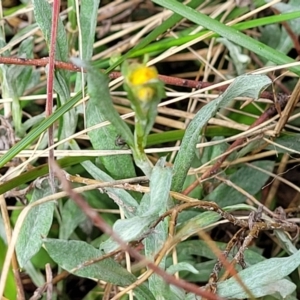 Chrysocephalum apiculatum at Bombala, NSW - 22 Oct 2022